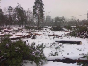 Одразу після отримання фірмою «Ярус» держакту на право власності у парку вирубали понад 100 хвойних дерев 