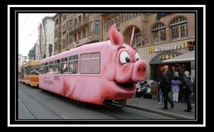 pig