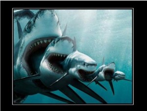 shark